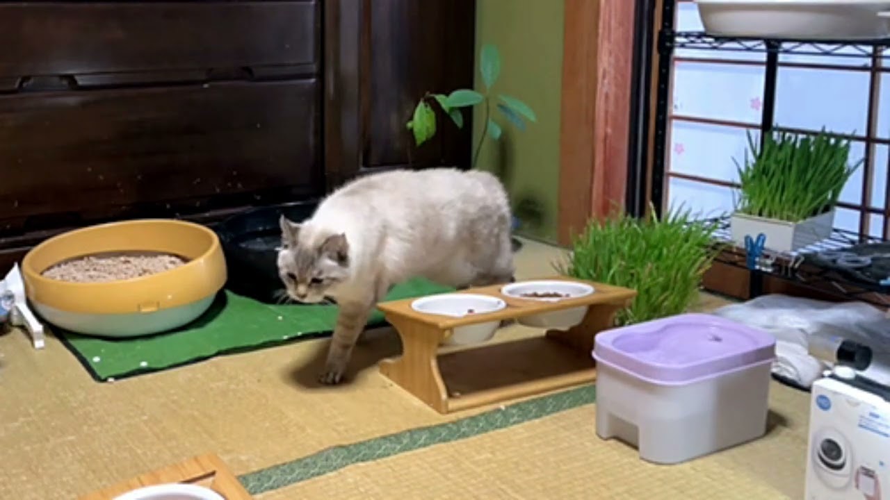 サラダを先に食べる猫