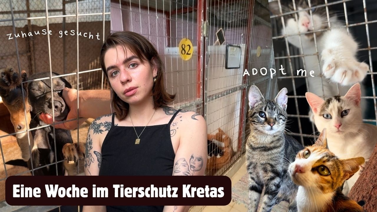 Wie ist es wirklich? Ich zeige ehrliche Einblicke & Adoptiere eine Stra&szlig;enkatze 🐈