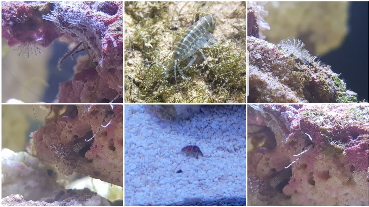 Great live rock hitchhikers! Micro brittle stars, amphipods, Stomatella snail, feather duster worms