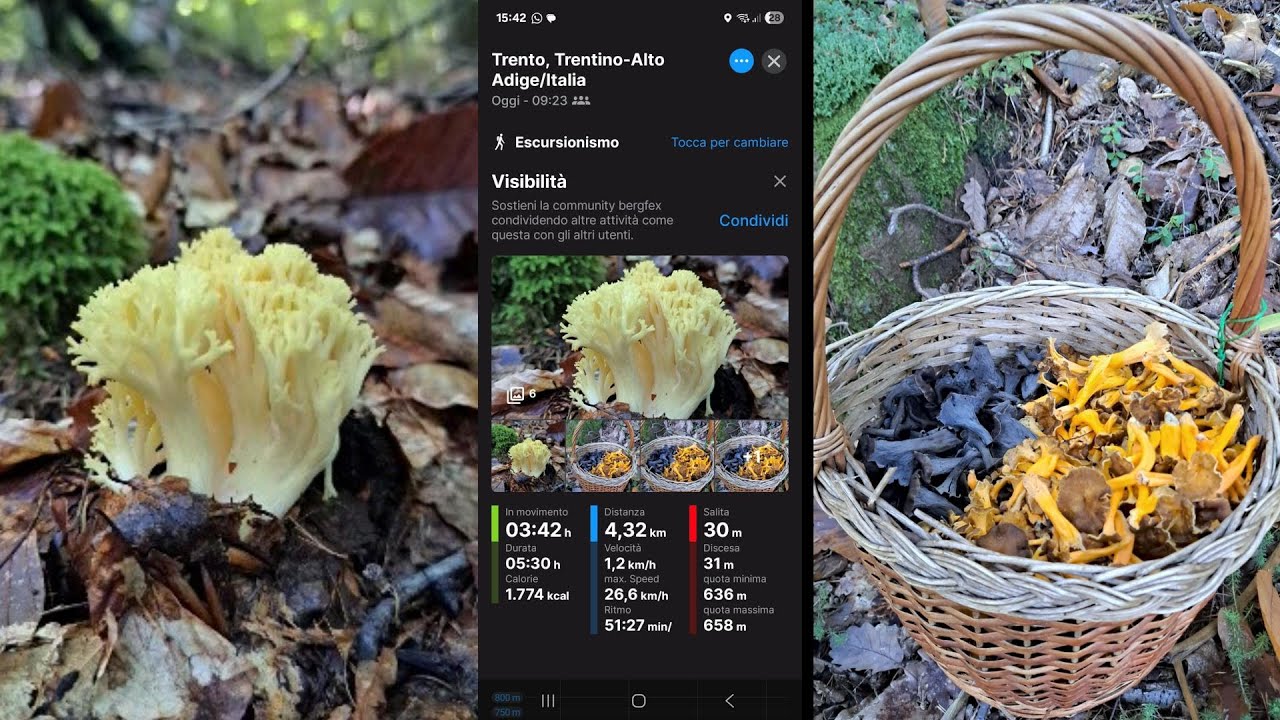 Raccolgo i Funghi Più Pregiati dell'Autunno 2025🍄Cantharellus lutescens ,Craterellus cornucopioides!