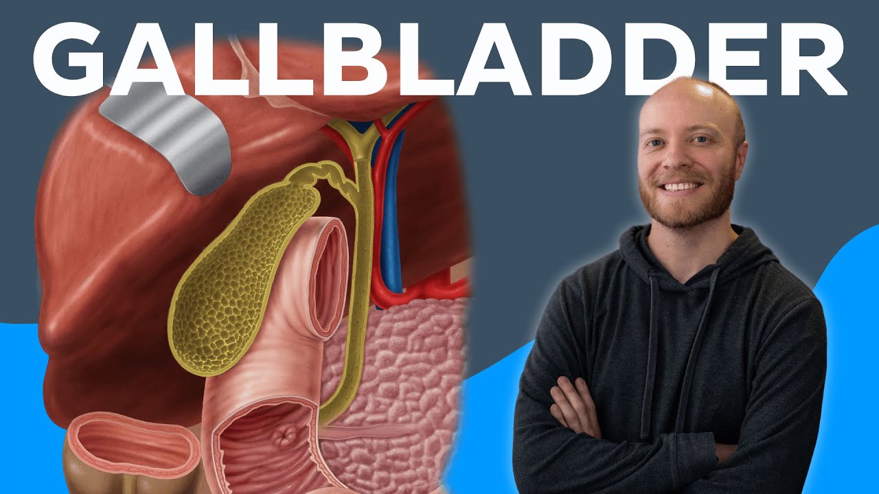 Gallbladder: Definition, function & location - Human Anatomy | Kenhub