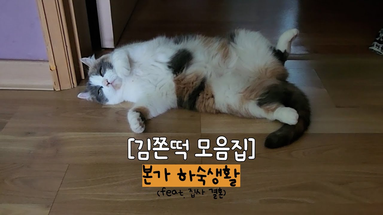 [모음집] 집사들 결혼해서 신혼여행 간 동안 본가에서 지낸 김쫀떡 하숙일지 몰아보기