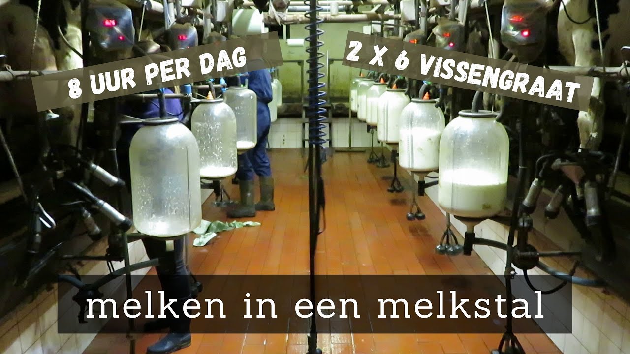 Zo melken wij onze koeien! | De Boeren Broekies - Vlog #3