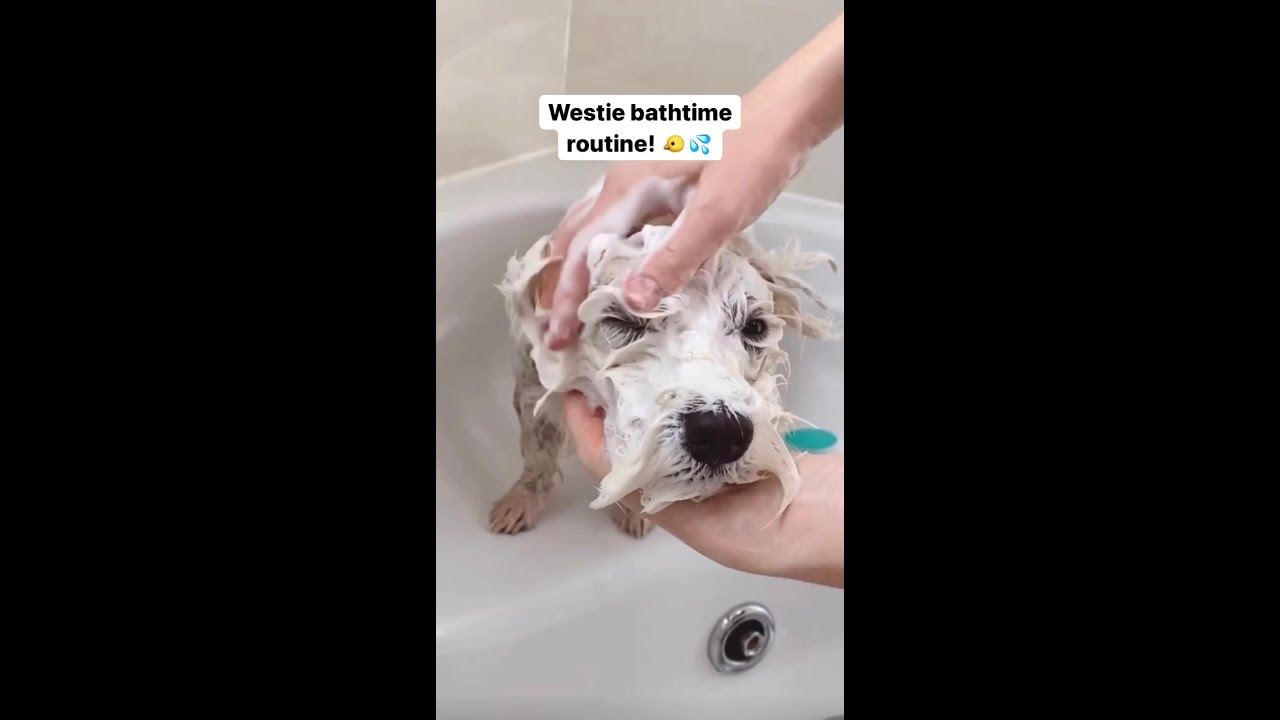 Allergic Westie BATHTIME Routine 🐤💦 #shorts