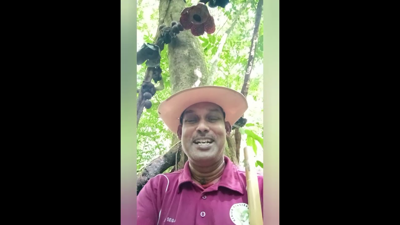 Muallim destinasi Eko Pelancongan..Bunga Rafflesia renjerkonservasi@gmail.com