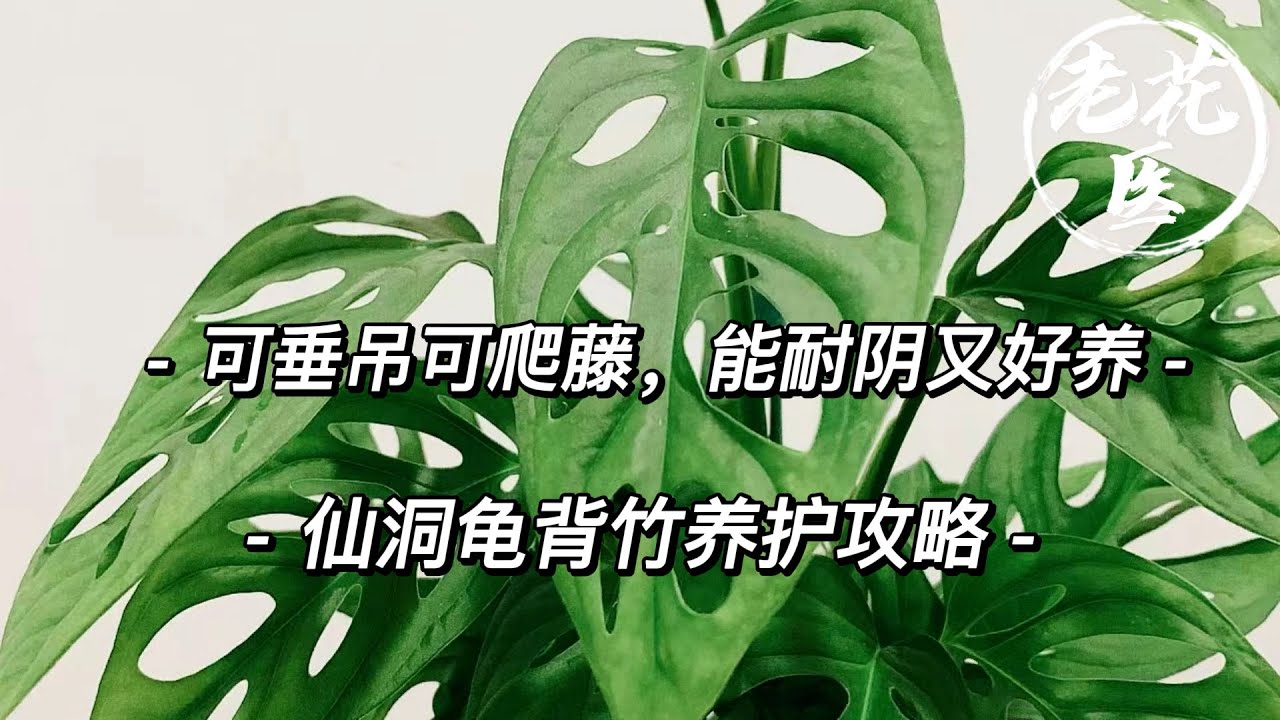 【老花医植物推荐】想养不好都难的绿植，可垂吊可爬藤，仙洞龟背如何养护？Tips and tricks for Swiss Cheese Vine growing and care.