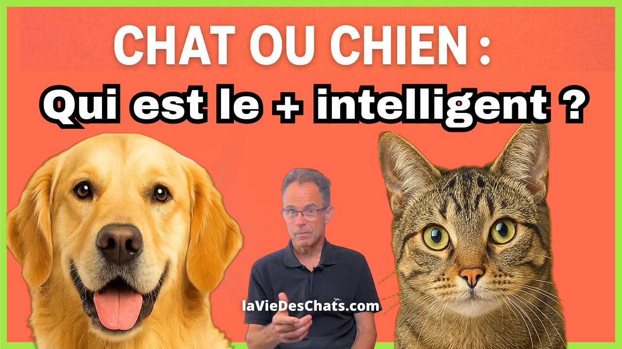 CHAT OU CHIEN ? QUI VOUS COMPREND LE MIEUX ? QUI EST LE PLUS INTELLIGENT ?