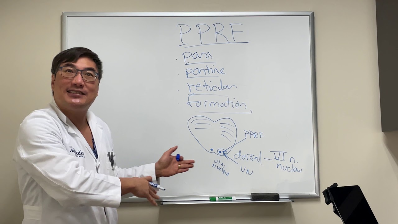 Parapontine reticular formation (PPRF)