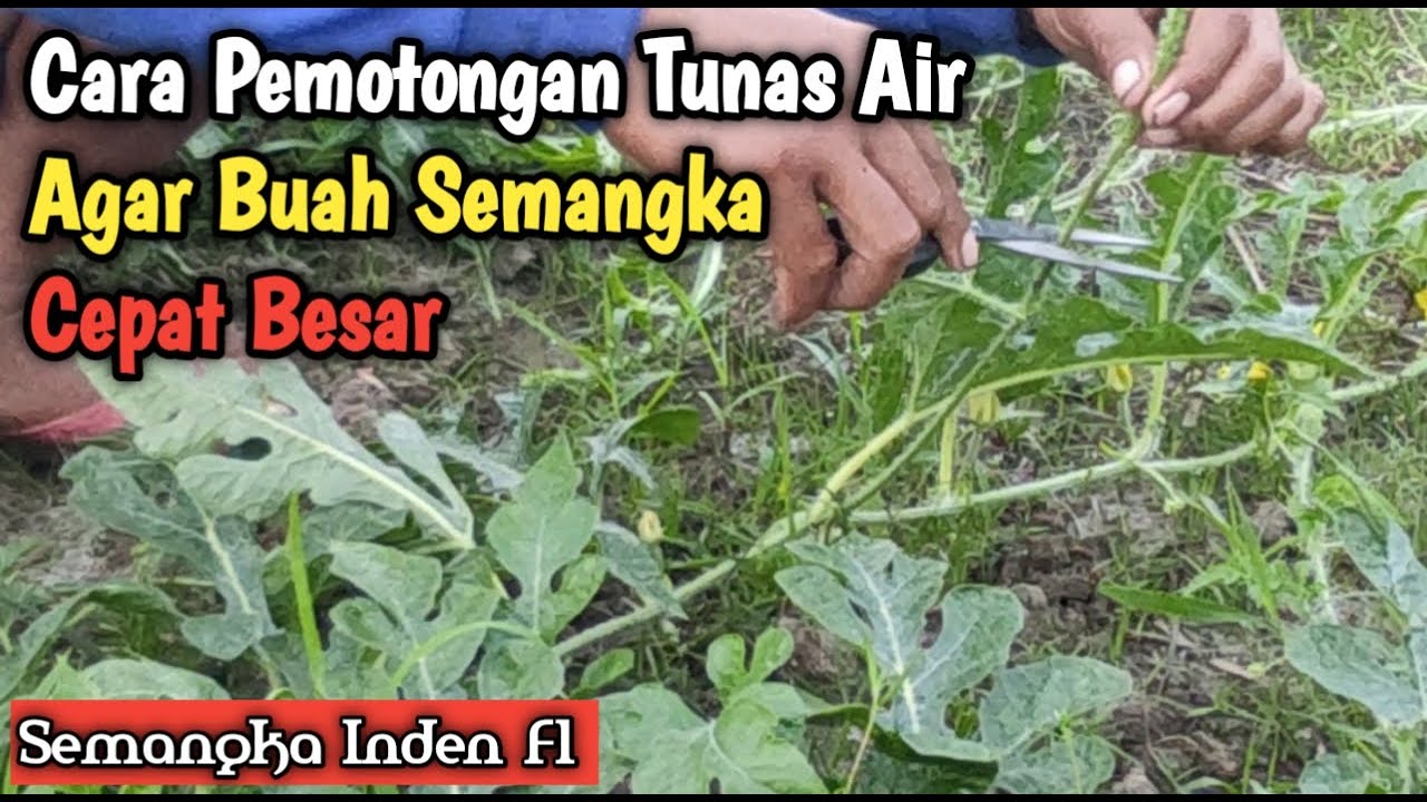 11) Cara Pemotongan Tunas Air Agar Buah Semangka Cepat Besar