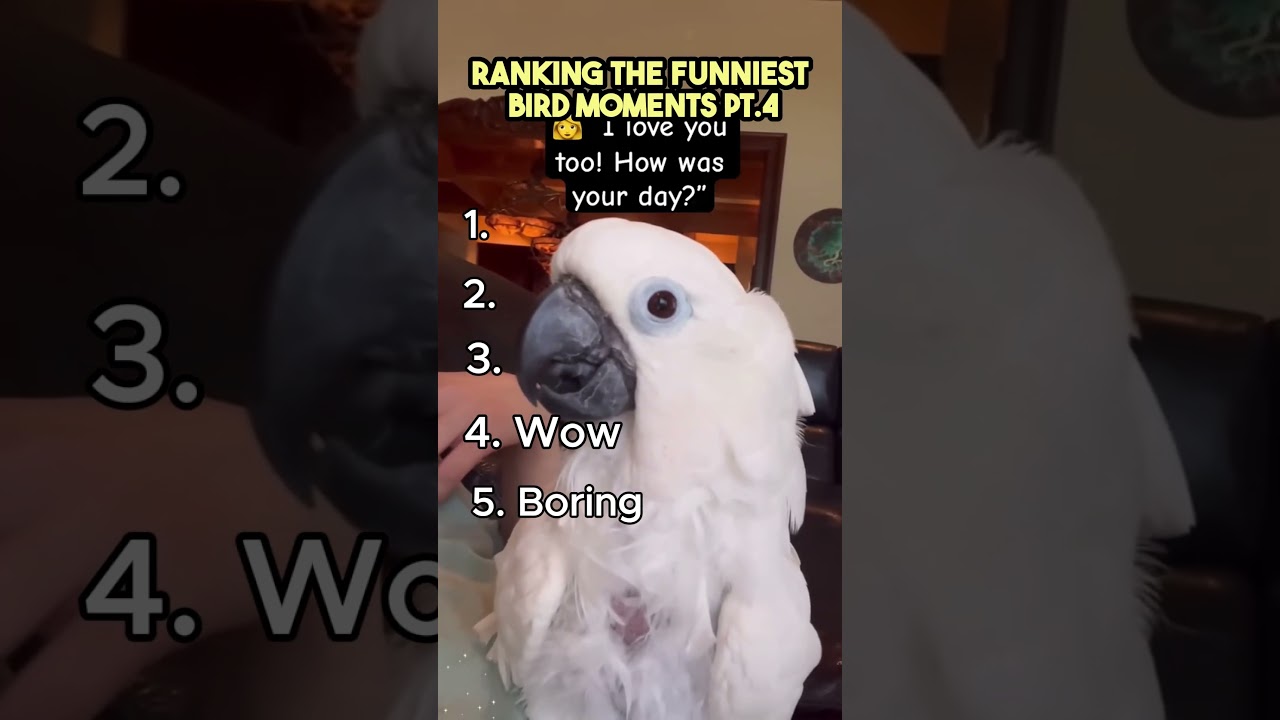 Top 5 Funniest Bird Moments Ever