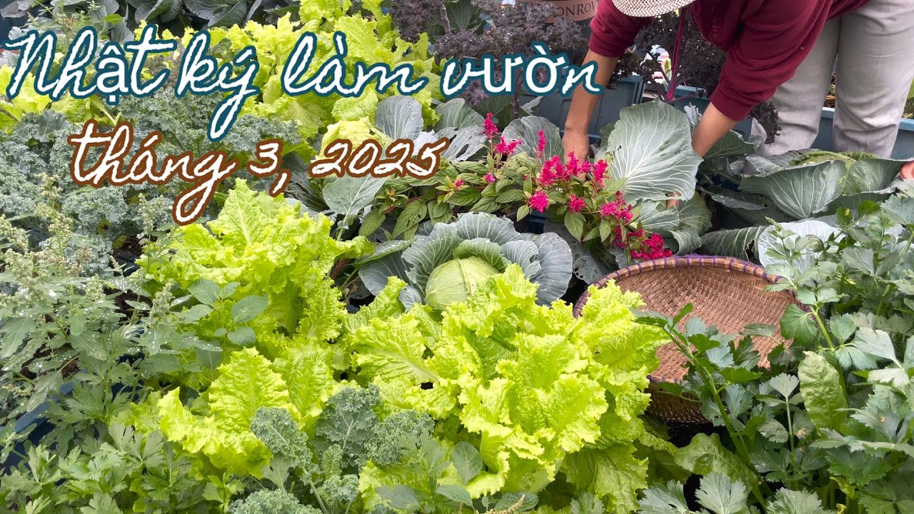 152 LÀM VƯỜN SÂN THƯỢNG tháng 3, 2025| thu hoạch rau vụ đông, gieo hạt dưa chuột, làm đất trồng mướp