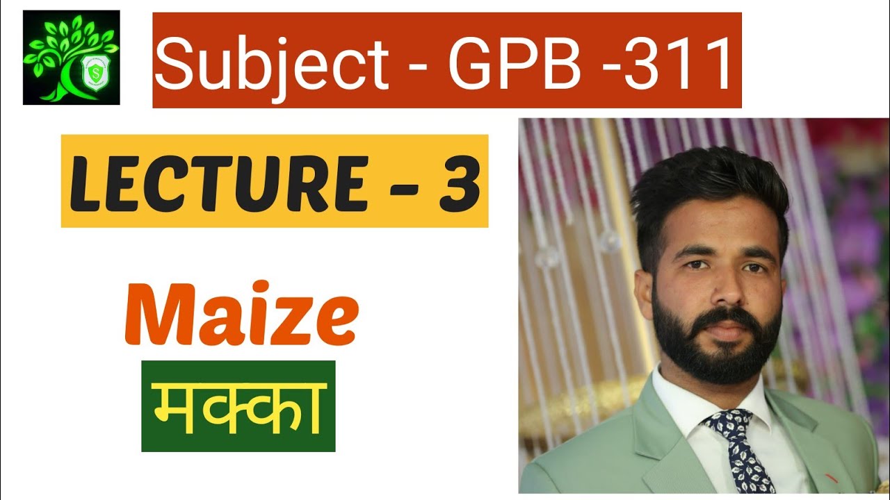 GPB -311 | Crop improvement of Kharif crops | Maize | Bsc agriculture 3rd year | Nashdeep singh