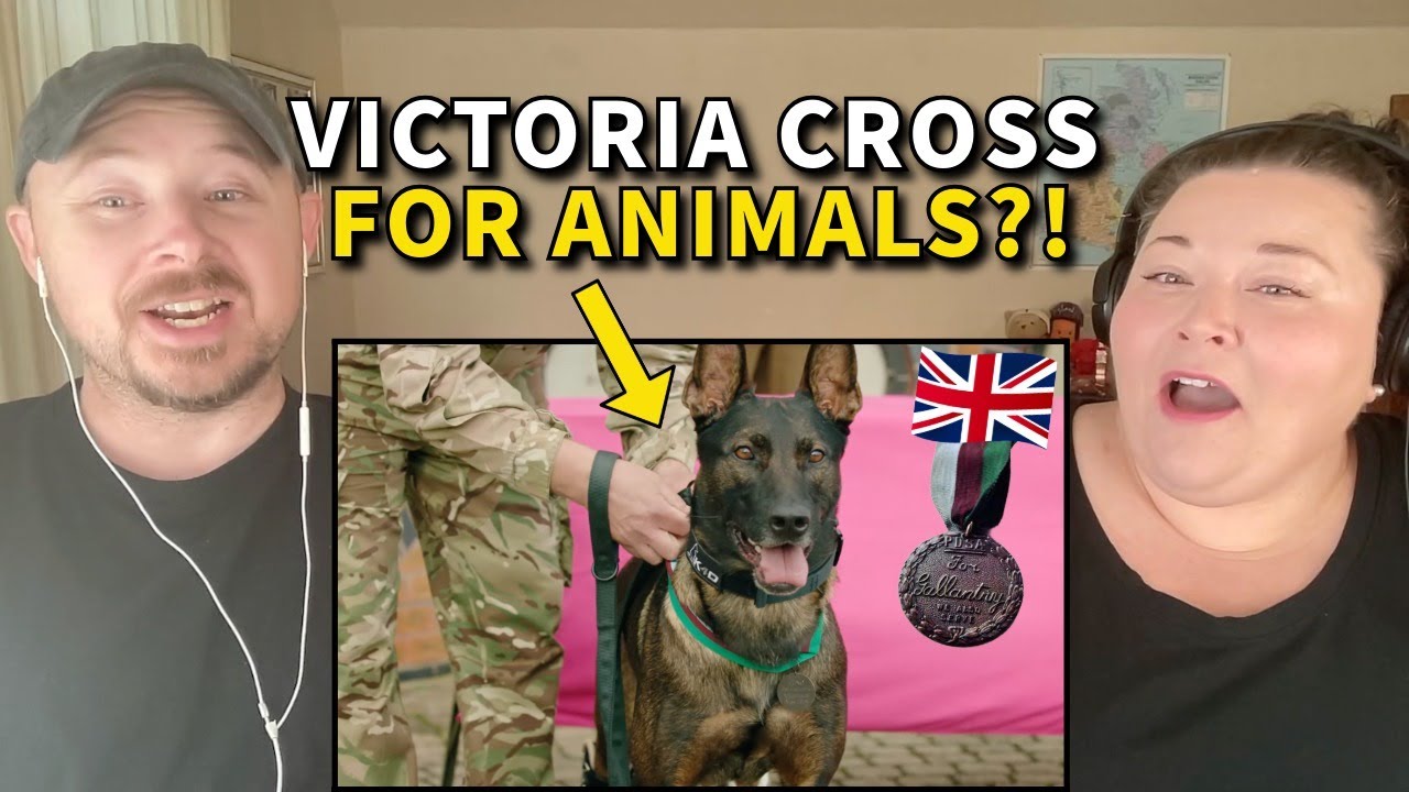 Americans React: The Dickin Medal &ndash; Britain&rsquo;s Highest Honor for Animal Heroes