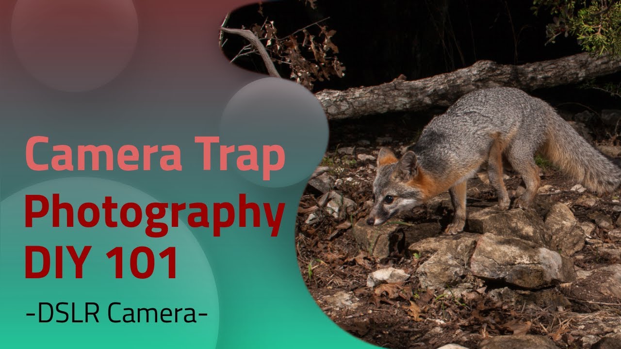 Camera Trap Photography 101 | DSLR Camera Trap DIY
