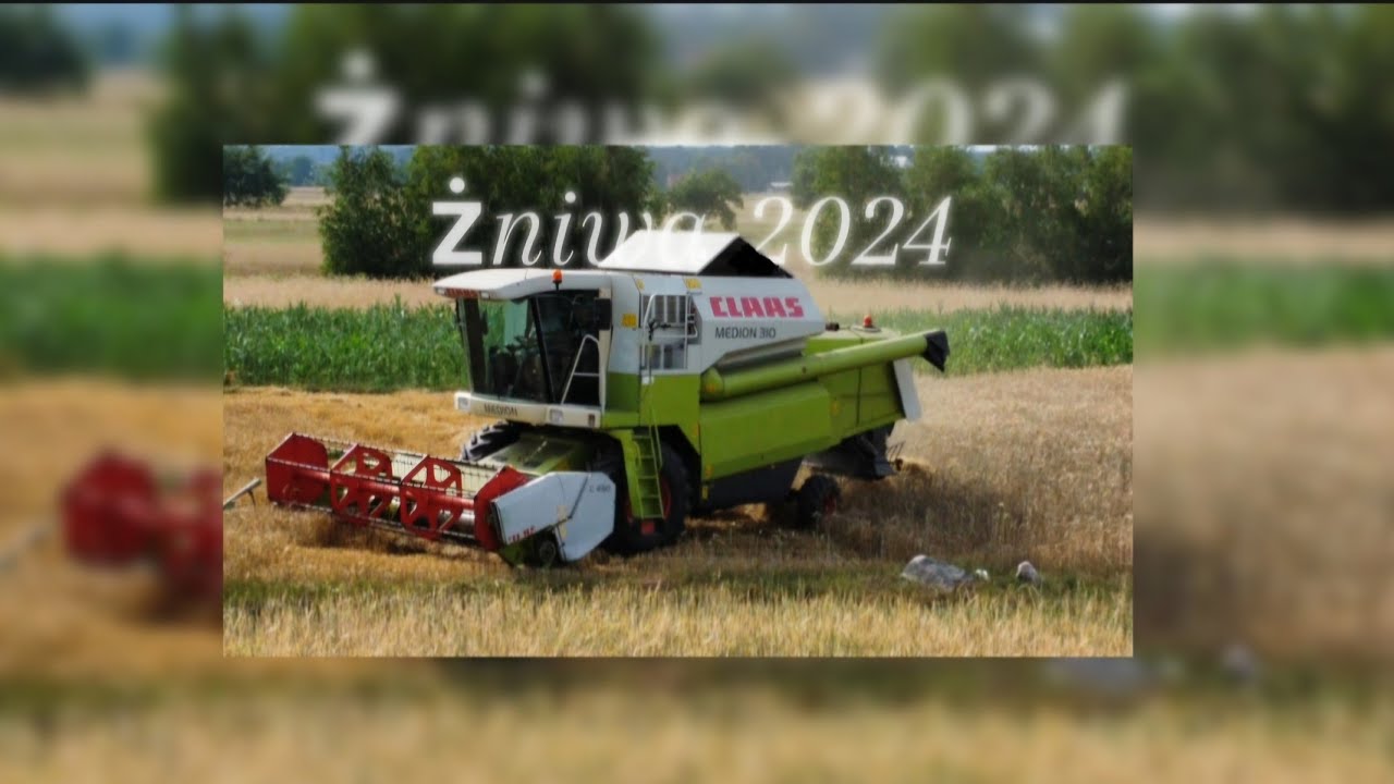 żniwa 2024 🌾🚜 idealne rozpoczęcie wakacji 🏖 / claas medion 310/ zetor 6340/ ursus c-360