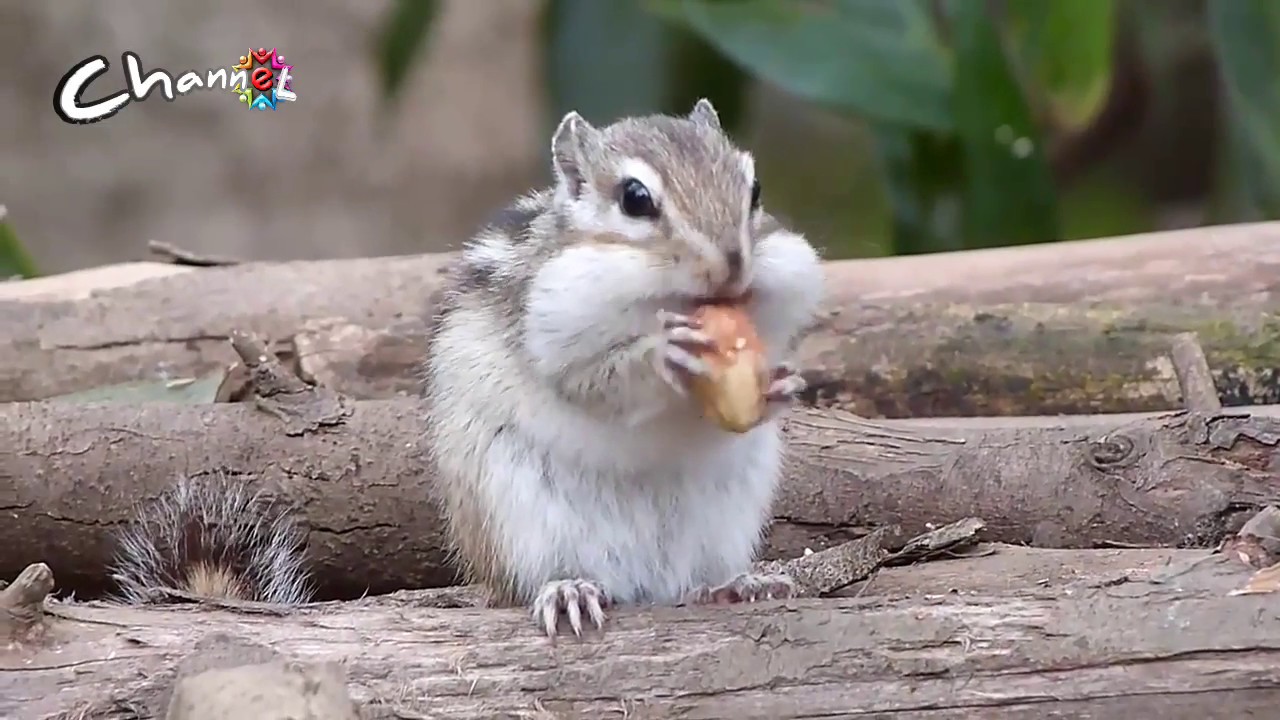 chipmunk Tupai chubby,Eps03,Makan kacang 🌰