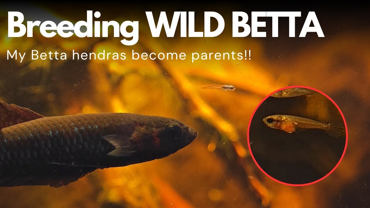 Betta Hendra Breeding Fry | Blackwater Wild Betta Tank #4 #bettabreeding