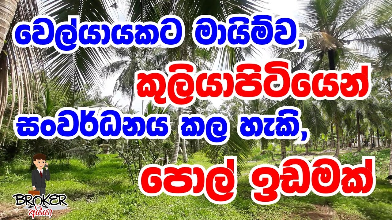 Coconut Land For Sale In Kuliyapitiya/Pol Idam/Coconut Land For Sale srilanka/Lankawe Pol idam/Pol