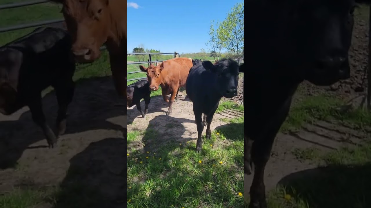 Will my Cows come when I call them?