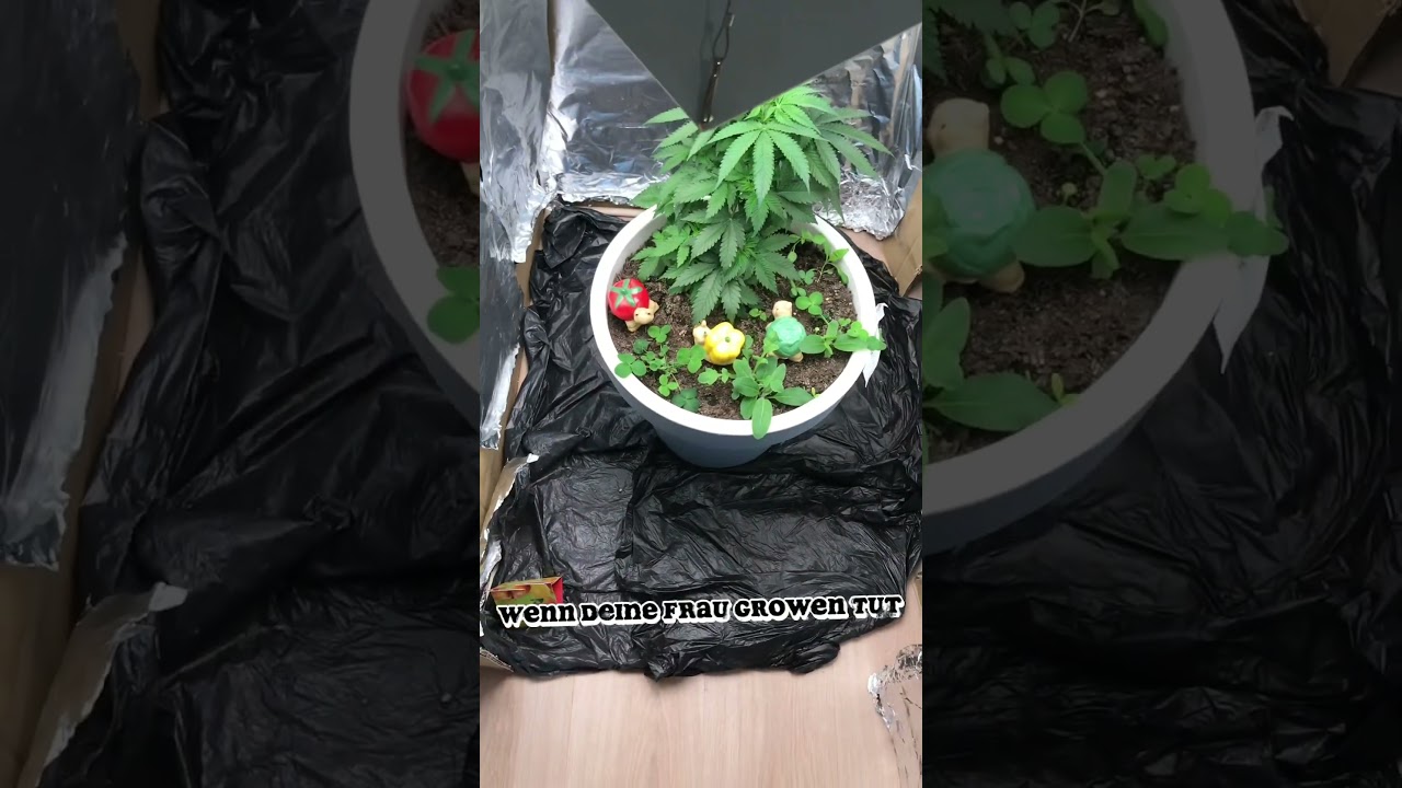 Grow-Duell: meine Frau vs Ich - wer hat den gr&uuml;neren Daumen ❔❓#cannabisgrow #GrowBattle