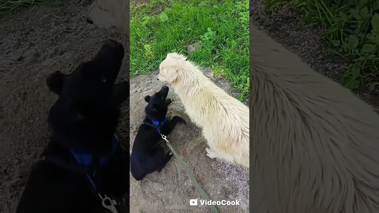 Полная версия моей гулянки с собакой (имя моей собаки Дикси) видео не имеет ни единого звука.