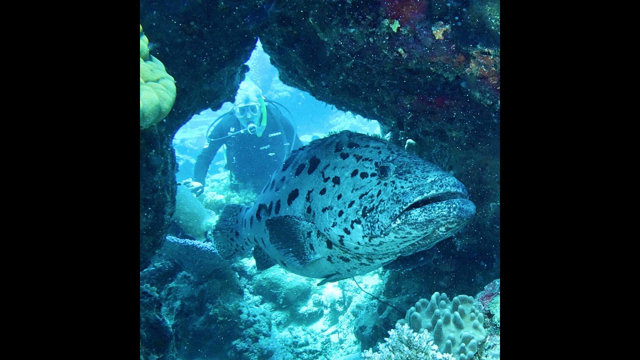 S2 E33: Top 50 Dive Sites of Australia and the Great Barrier Reef: Part II