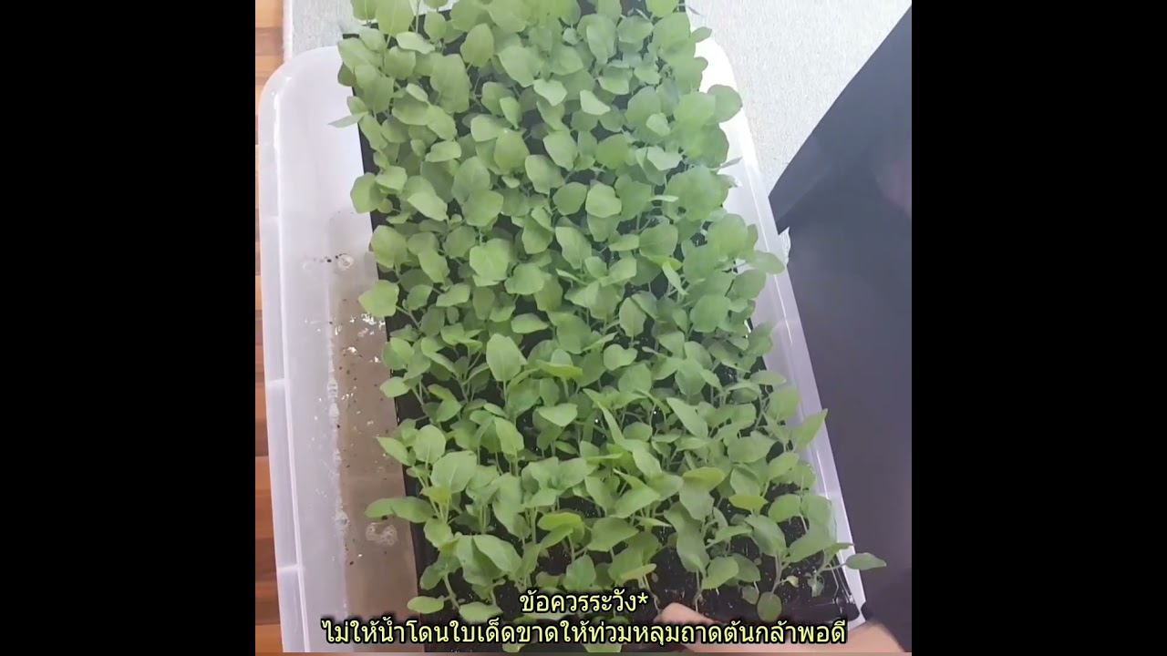 วิธีการปลูกมะเขือพวงชุดปลูกพิเศษ แนะนำโดย #เกษตรโลกใหม่