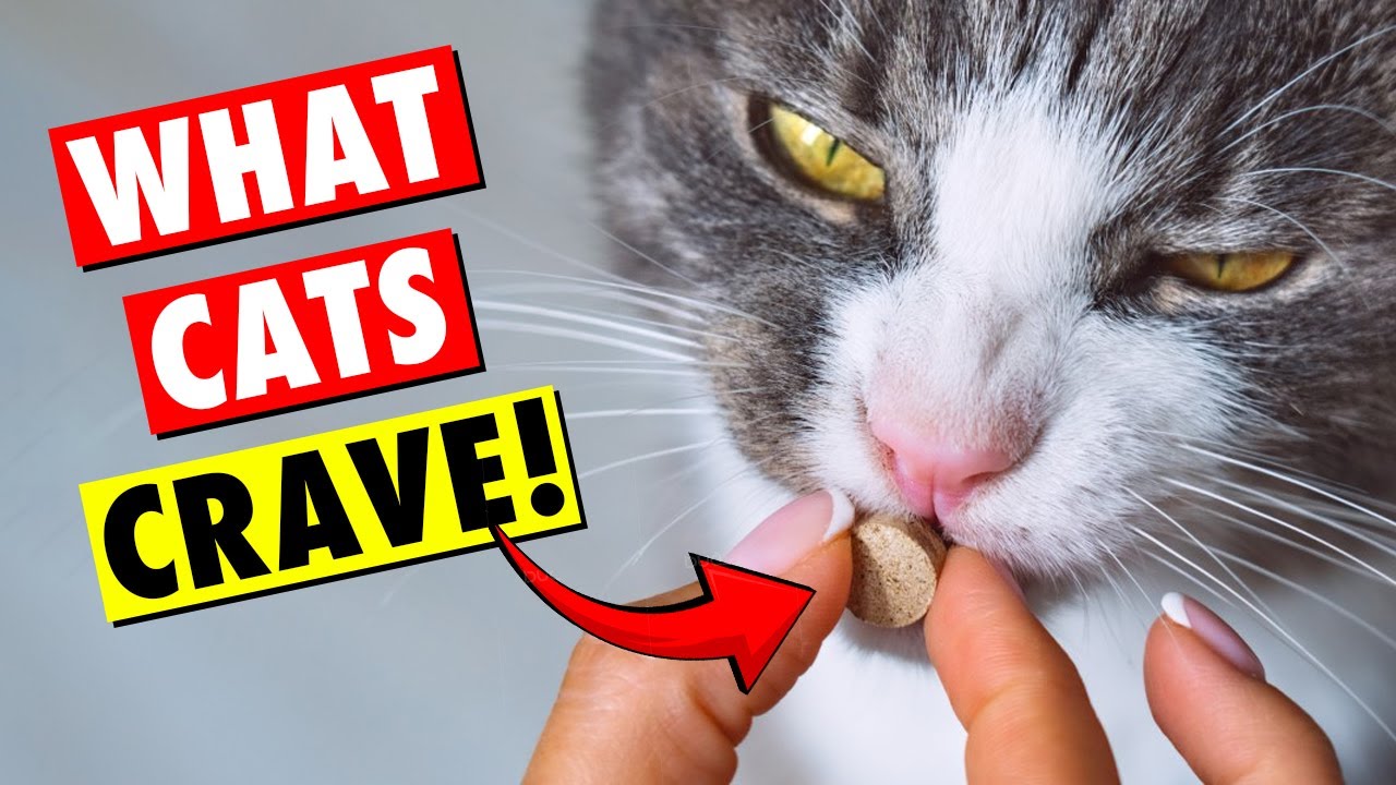 What Are the BEST Vitamins for Your Feline Friend?