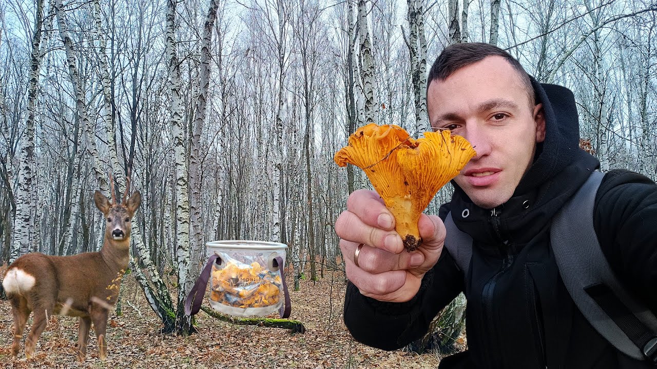 ФАНТАСТИКА у Березовому лісі! ЛИСИЧКИ наче вогники засяяли у кінці листопада 🌲26.11.2025