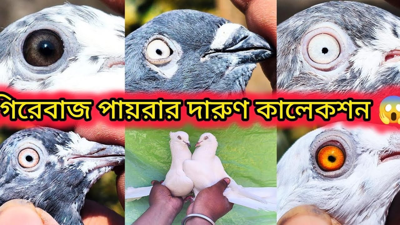 টেডি, রামপুরী, সাহারানপুরী, আন্ধ্রা  পায়রা নিয়ে আজকের ভিডিও 🤩🤩🤩