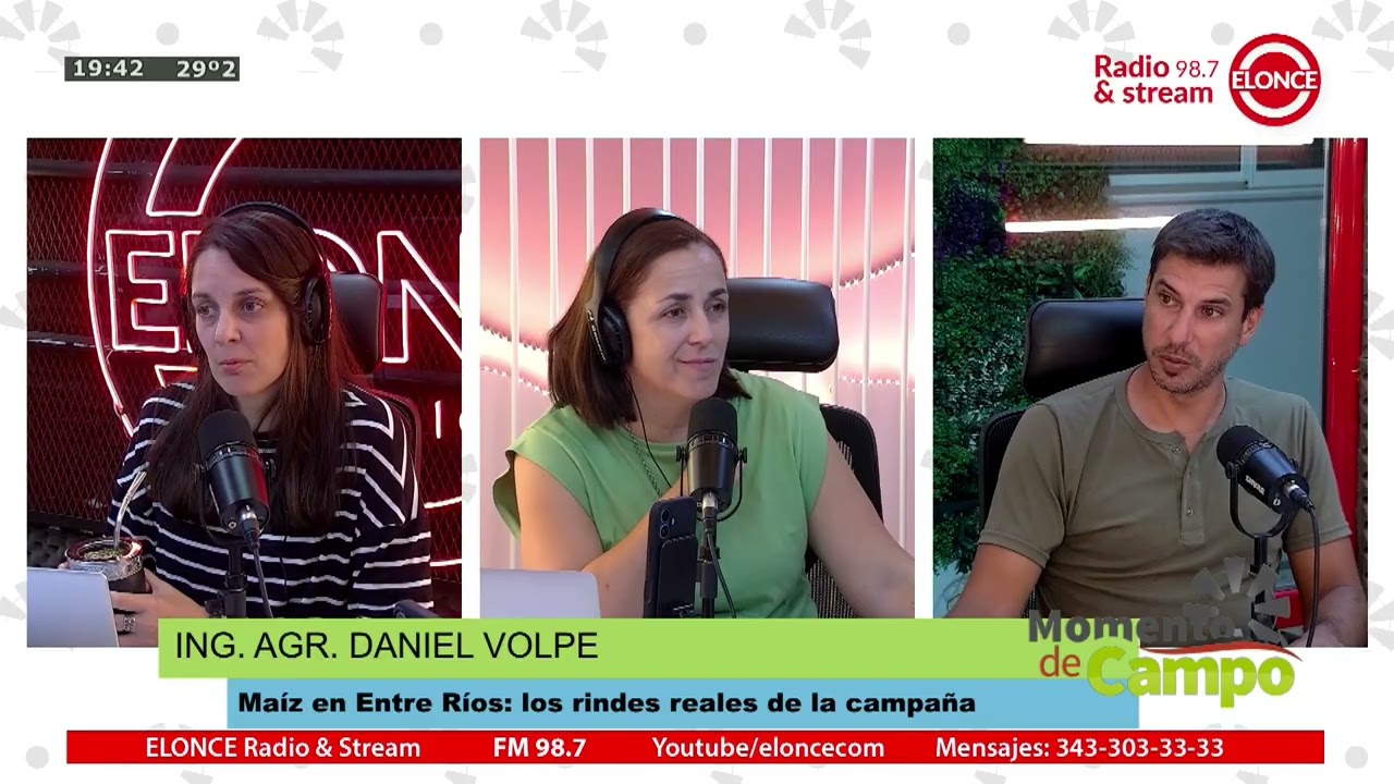 MOMENTO DE CAMPO - El Maíz En Entre Ríos: Los Rindes Reales De La Campaña