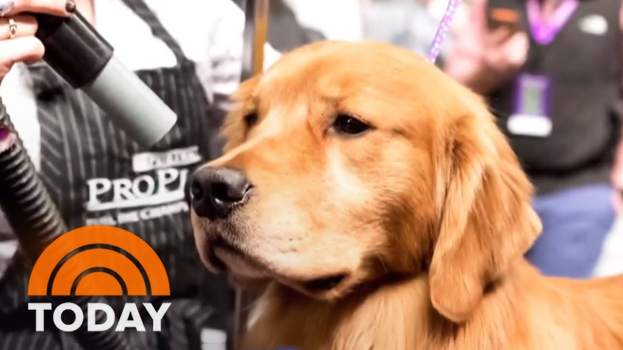 PetSmart Under Fire After Another Dog Dies During Grooming Appointment | TODAY