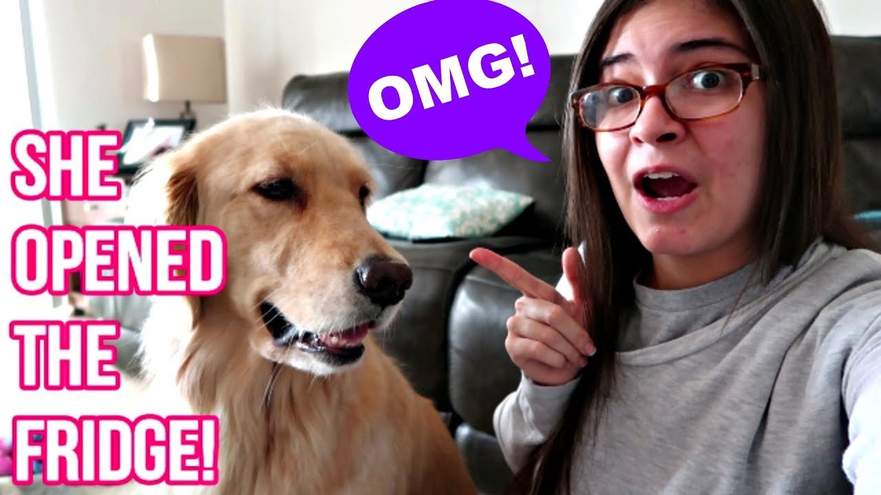 🙈 Service Dog Causing Mischief | They Have Personalities! 🐕