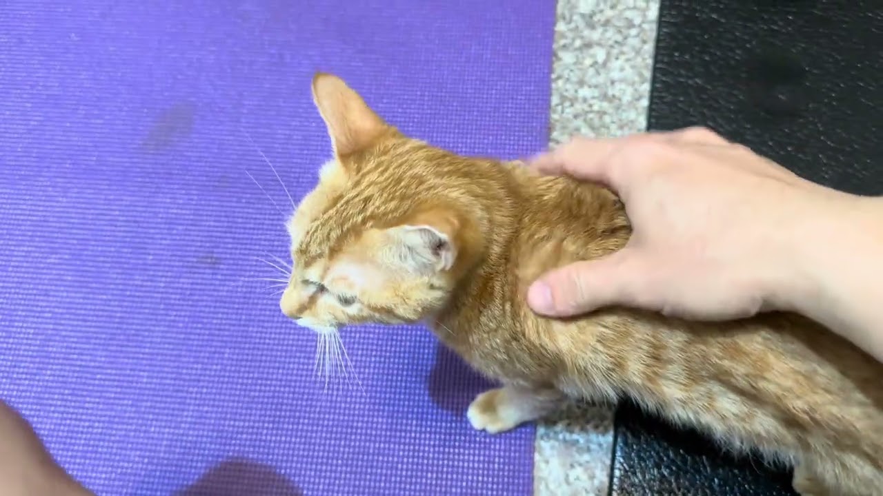 橘米3M8d  吃播 恰七 狩獵 睡好覺 吃飽飽 呼嚕 蹭蹭 擁貓真幸福 jimmy  喵星人 毛孩 領養 貓窩 親人 親訓