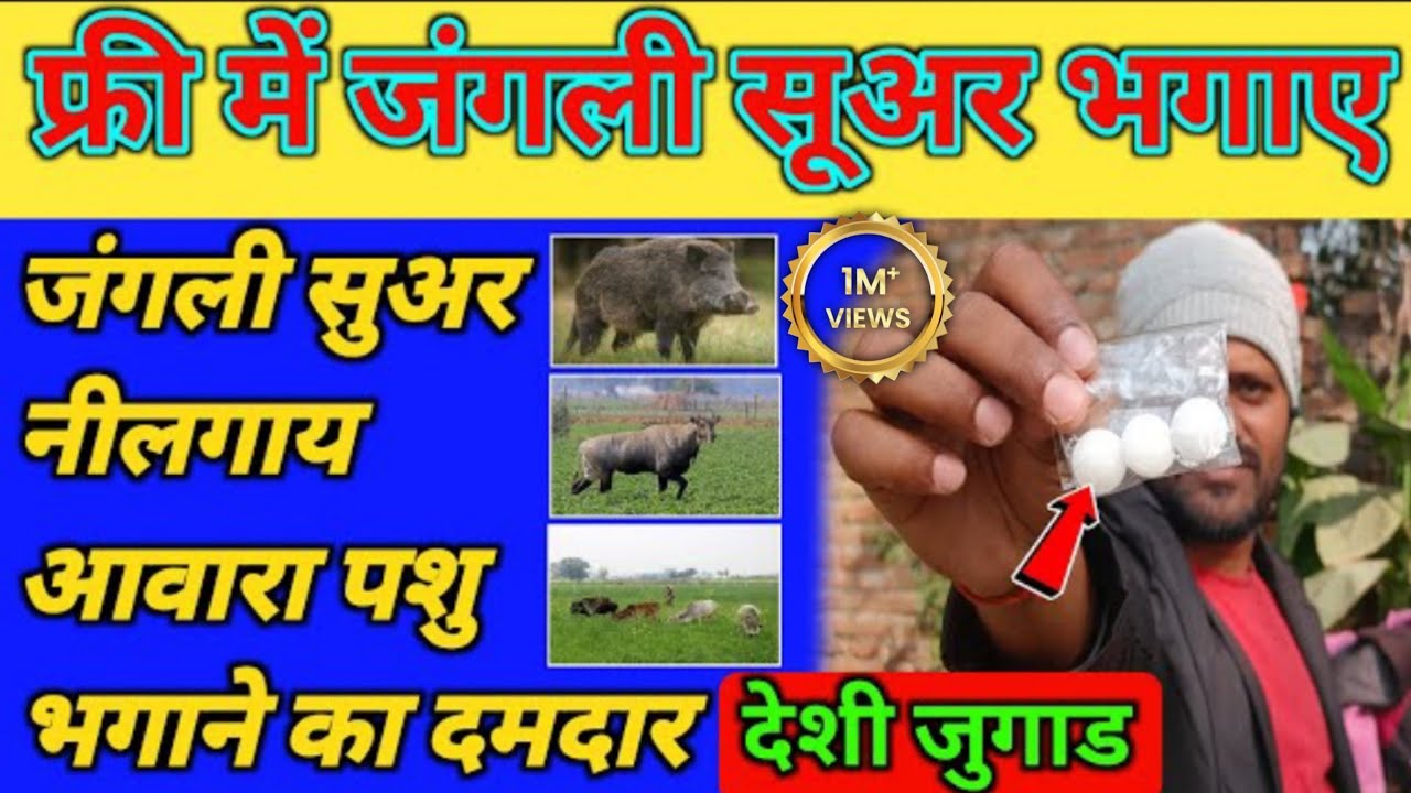 फ्री में जंगली सुअर भगाने का देशी जुगाड |Jangli suar bhagane ka tarika |Nilgai bhagane ka desi jugad