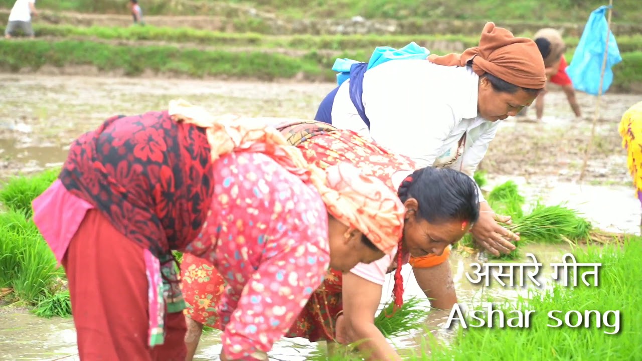 Brothers group Nepal, Ropai vlog 2077, Ashare mahina ma, ropai geet, ropai song, ropai ko ramailo