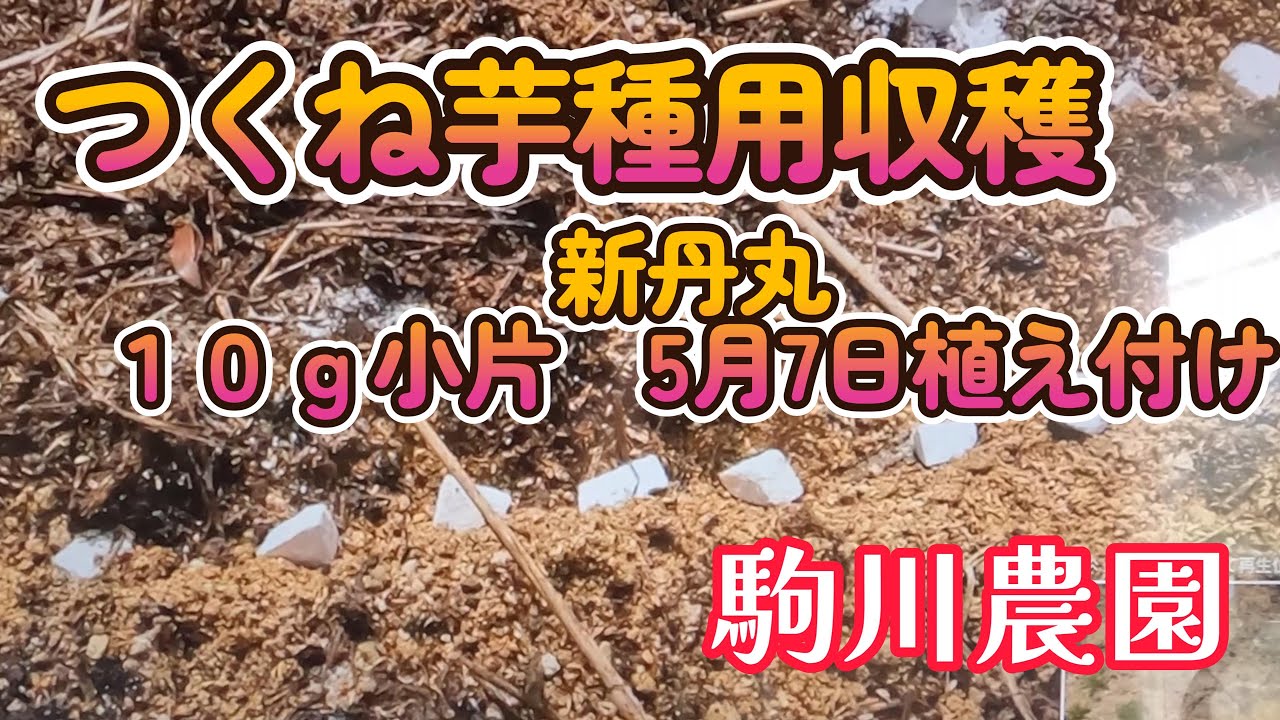 つくね芋 新丹丸 小片カット栽培 収穫　駒川農園　25.10.13