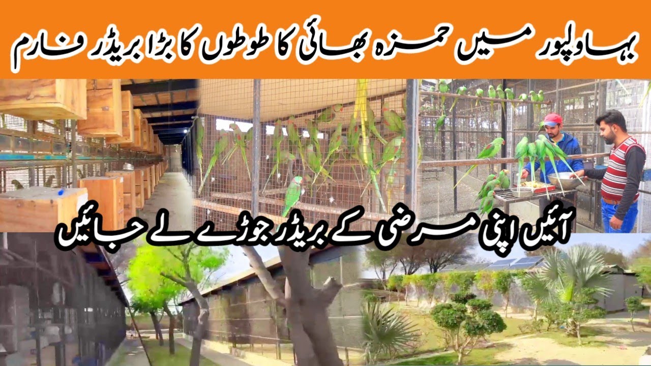 A Big Parrots Breeding Farm In Bahawalpur| Raw Parrot Aviary | Colour Ring Neck| Suncanure |