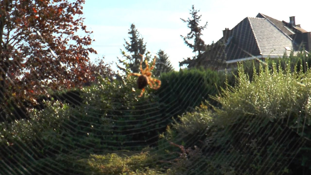 Spinneweb