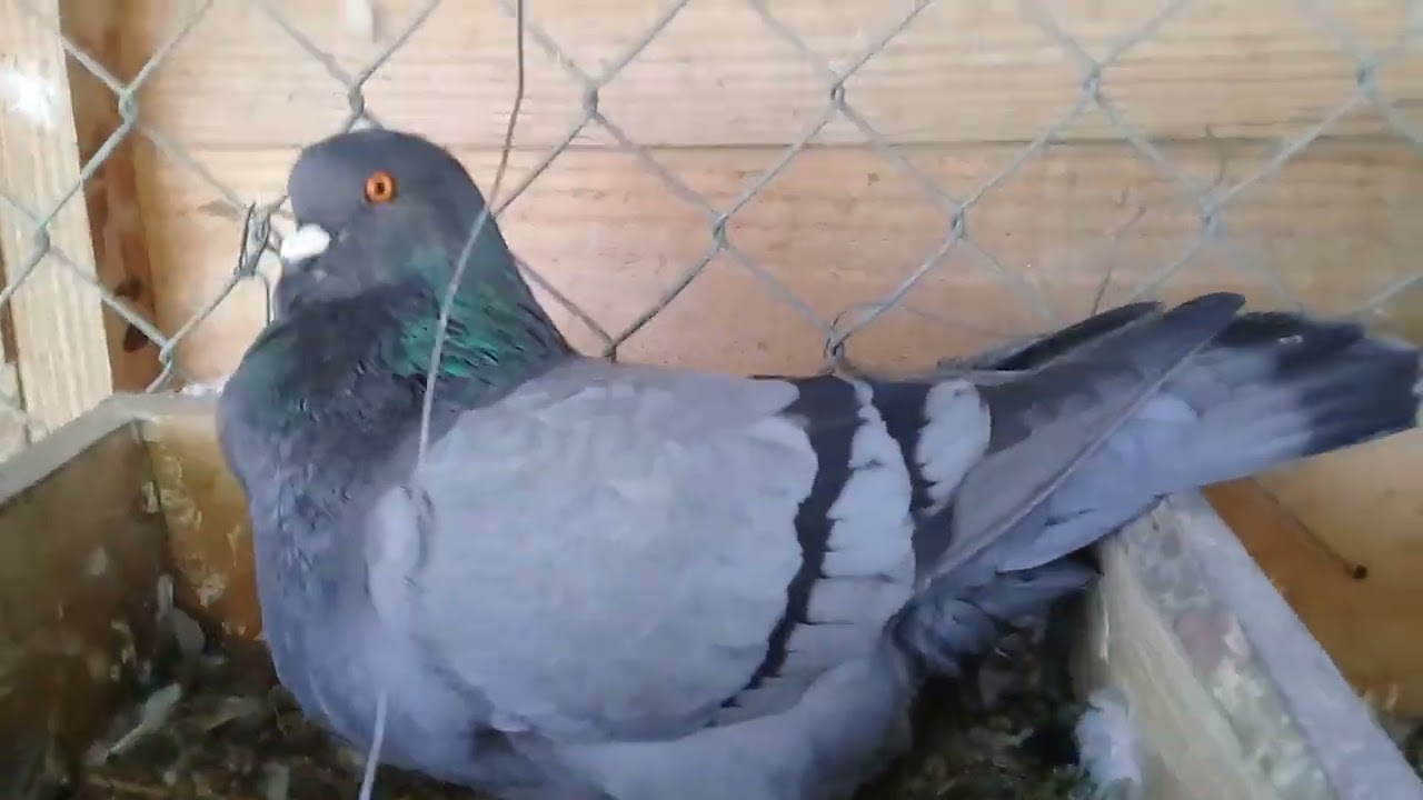 las palomas Gigante de República Dominicana