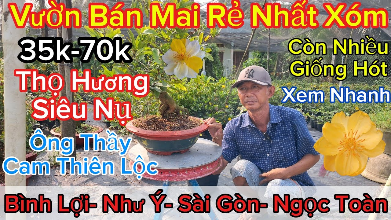 🍀8/3☎️0775739717☎️🌲Mai V&agrave;ng Gi&aacute; Rẻ🌲Xả 35k-70k Nhiều Giống Mai🌲&Ocirc;ng Thầy- Thi&ecirc;n Lộc- Thọ Hương Si&ecirc;u Nụ