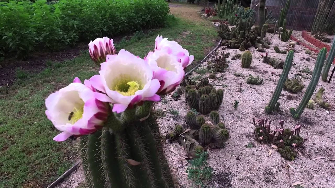 Cactus Flowers and Bees