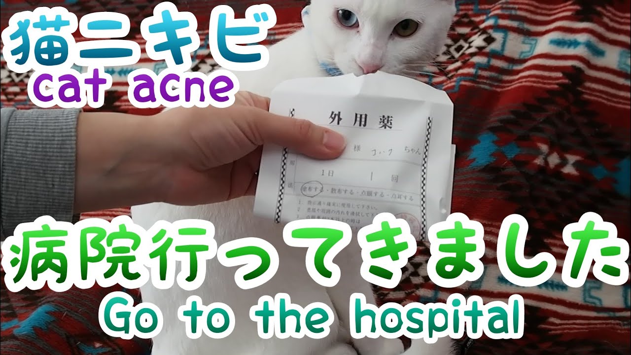 【猫ニキビ cat acne】病院行ってきました。Go to the hospital 【オッドアイ白猫】