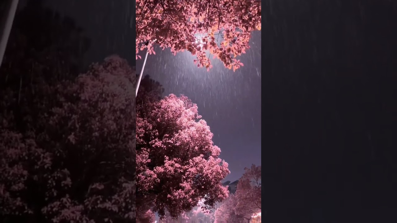#japan #sakura #nature #ambient #calm #night #vibe #fitness #music #relax