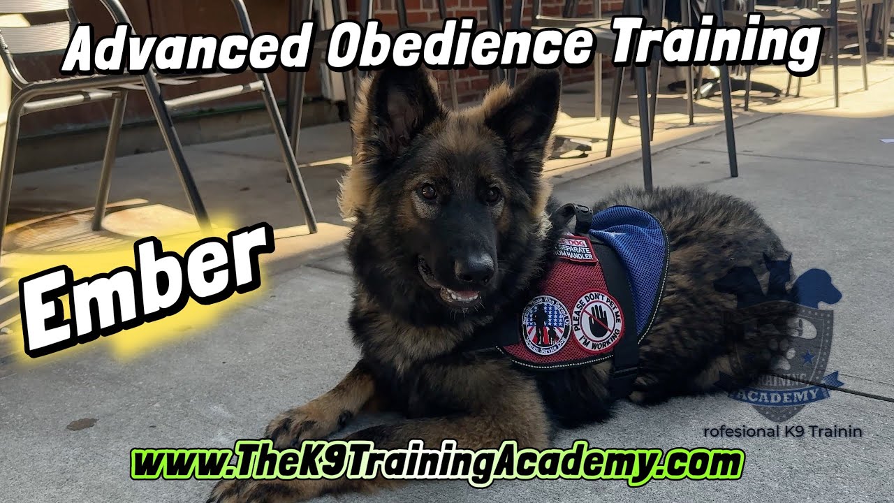 Future Service Dog Completes the Advanced Obedience Training at The K9 Training Academy in Orlando 