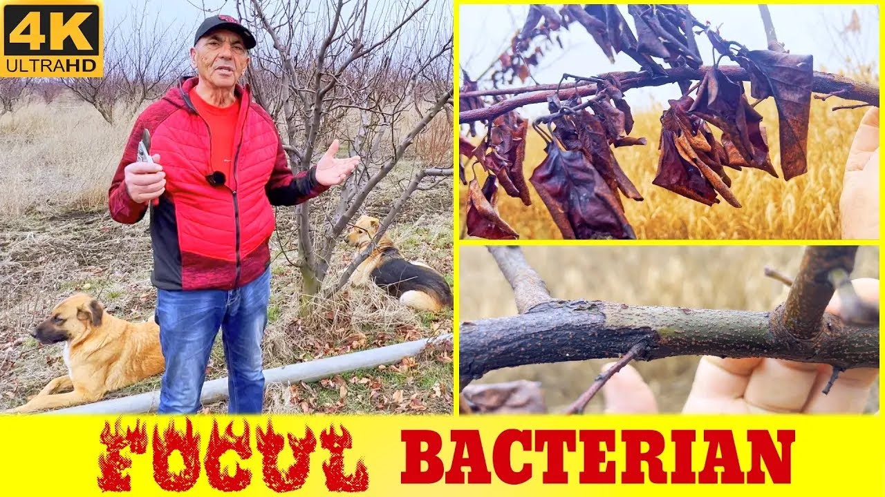 Focul bacterian, boala intalnita la gutui, mar, par!