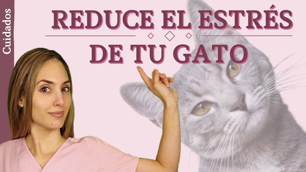 ¿Cómo reducir el estrés en mi gato? | Enriquecimiento ambiental felino