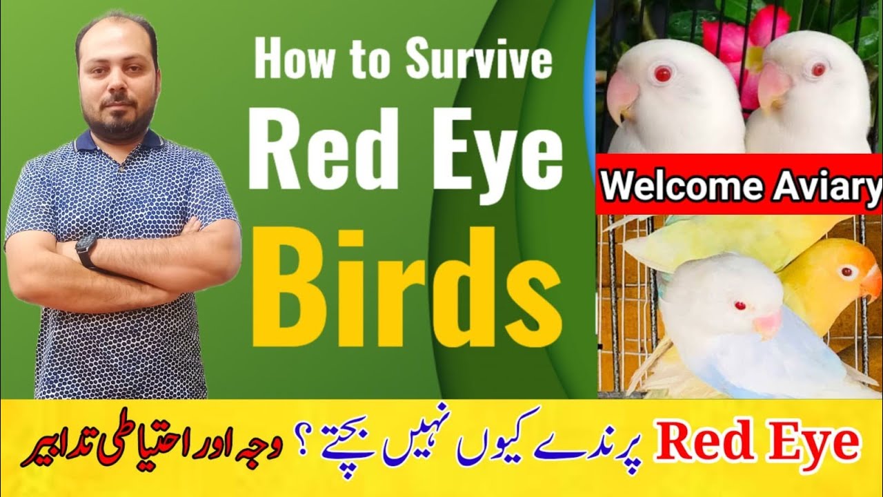 How to Survive Red eyes Birds Chicks? | Albino, Creamino, Pale fallow, Dun fallow | Welcome Aviary |