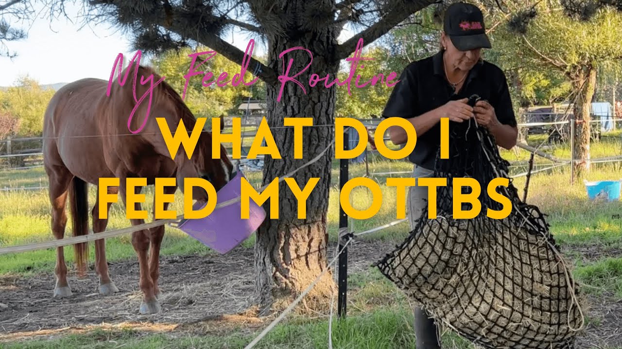 MY FEED ROUTINE - WHAT I FEED MY OTTBS #ottb #thoroughbredhorse #ottbsuccessacademy