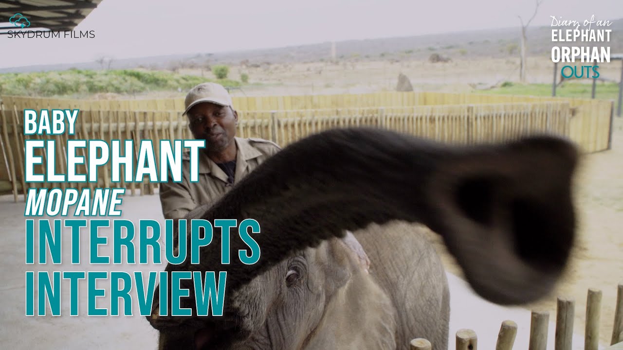 Baby elephant interrupts interview #babyelephant #elephantdocumentary